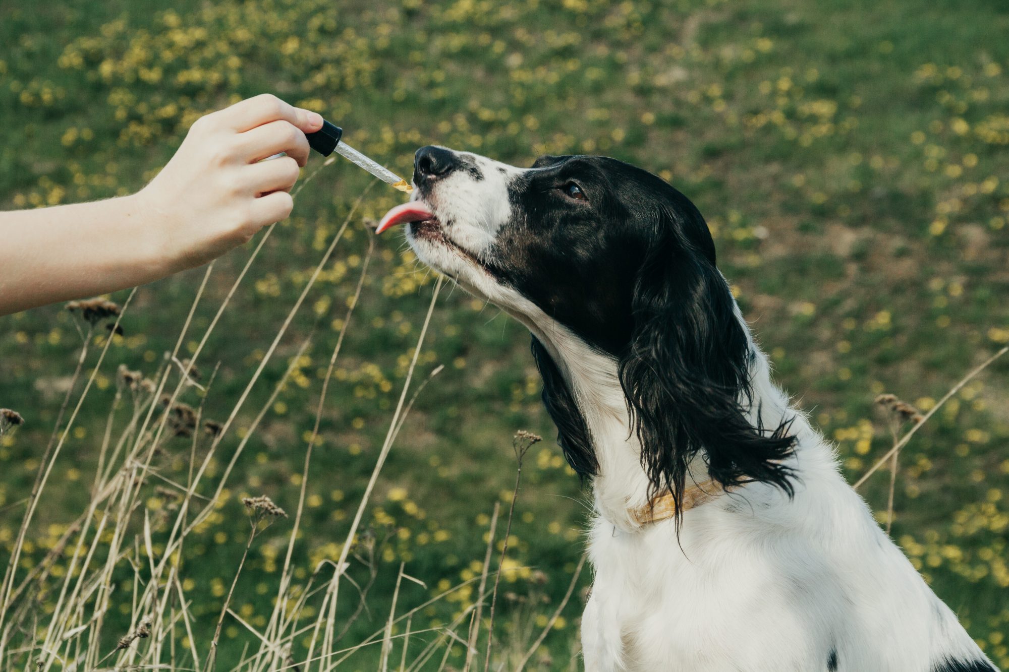 CBD Dog Treats: A Great Way to Help Your Dog’s Overall Health